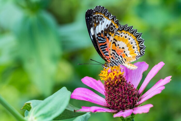 Tableau  Un papillon sur une fleur de zinnia
