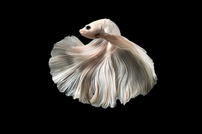 Tableau  Un poisson blanc aux formes luxuriantes