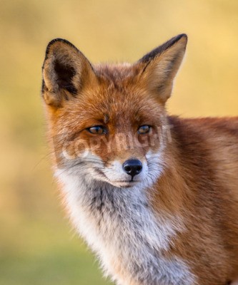 Tableau  Un portrait en pleine résolution de la tête d'un renard rouge (Vulpes vulpes) dans un environnement naturel avec un fond jaune.