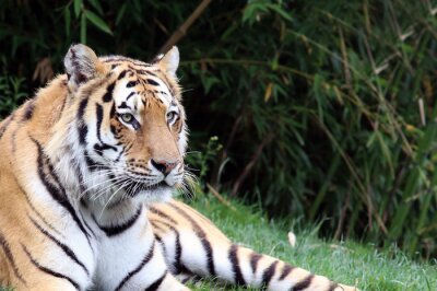 Tableau  Un tigre allongé sur l'herbe