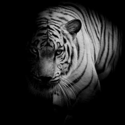 Un tigre aux yeux brillants caché dans l'ombre