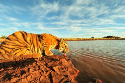 Un tigre buvant à la rivière