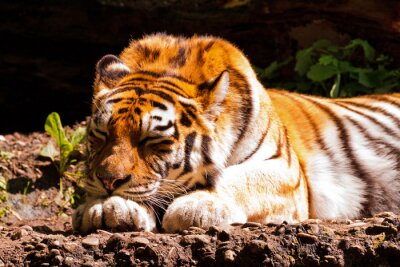 Un tigre qui dort dehors