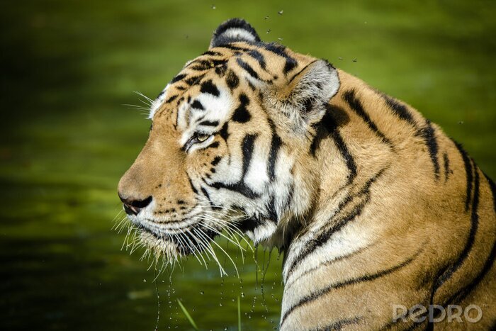 Tableau  Un tigre vu de profil