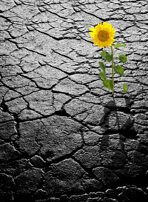 Tableau  Un tournesol qui sort du béton