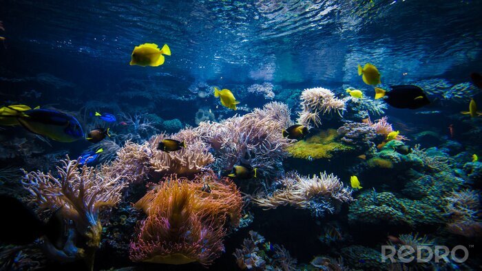 Tableau  underwater coral reef landscape  with colorful fish