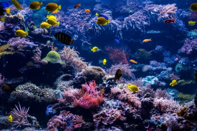 Tableau  underwater coral reef landscape with colorful fish and marine life