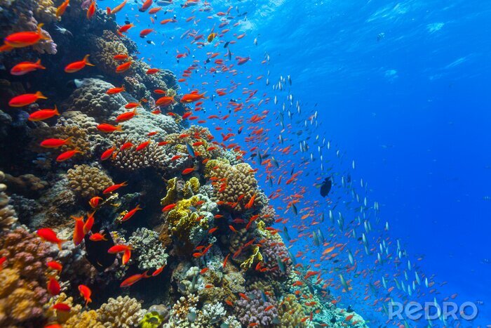 Tableau  Underwater récif de corail