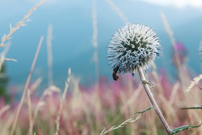 Tableau  Une abeille sur les chardons