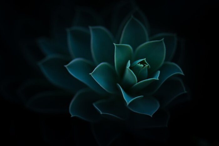 Tableau  Une belle plante verte