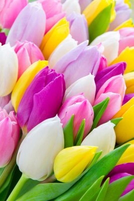 Tableau  Une brassée de tulipes colorées