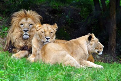 Tableau  Une famille de lions sur l'herbe