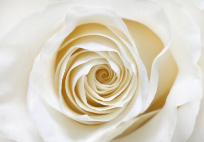 Une fleur de rose épanouie