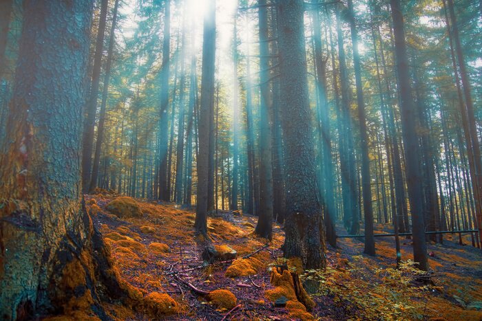 Tableau  Une forêt aux sous-bois colorés