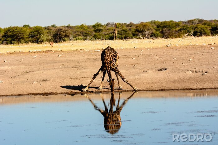 Tableau  Une girafe boire à un trou d'eau