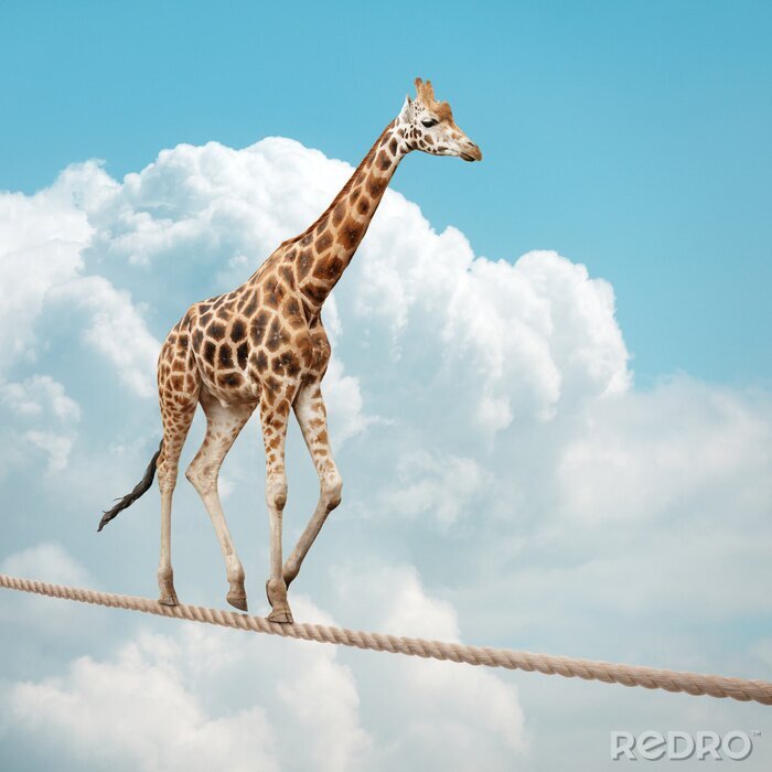 Tableau  Une girafe marchant sur une corde raide