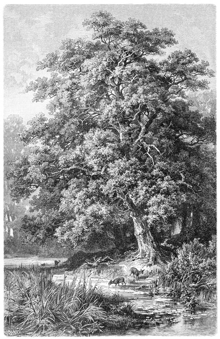 Tableau  Une gravure ancienne d'un paysage