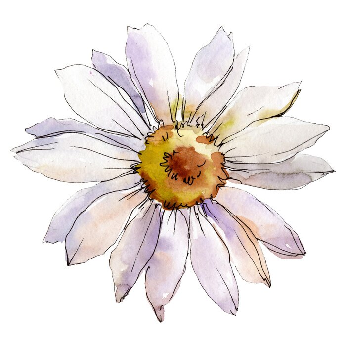 Tableau  Une marguerite. Élément d'illustration isolé Marguerite. Set d'illustration aquarelle.