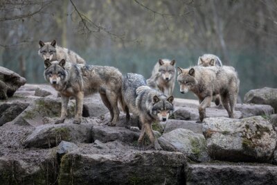 Une meute de loups sur les rochers