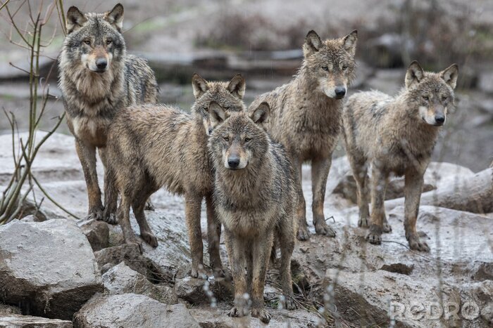 Tableau  Une meute de loups sur les rochers