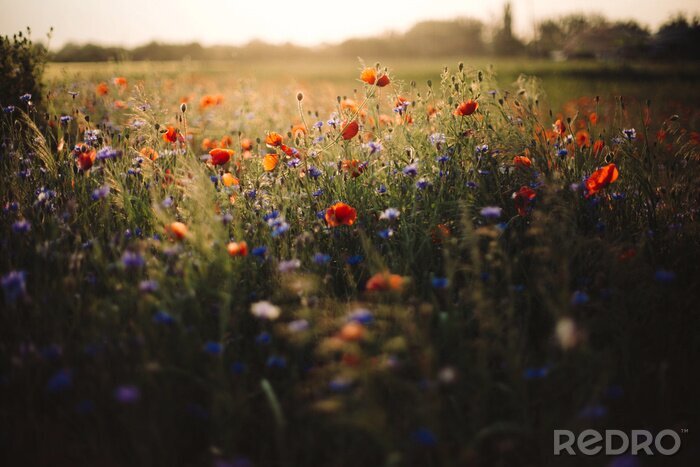 Tableau  Une prairie de coquelicots et de bleuets