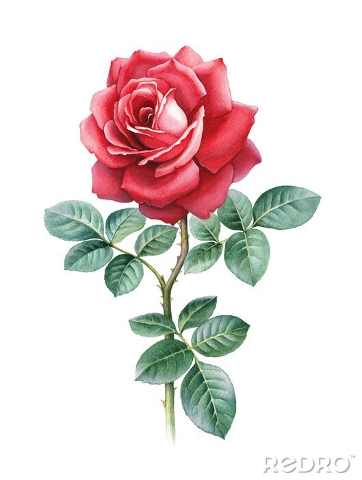 Tableau  Une représentation graphique d'une rose rouge