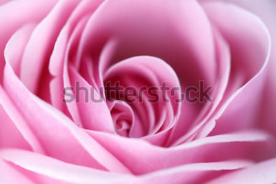 Tableau  Une rose en macrophotographie