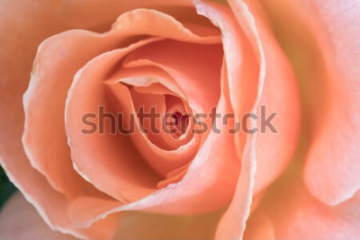 Tableau  Une rose légère