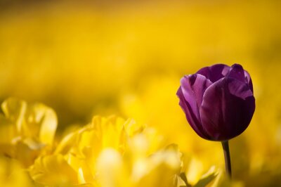 Tableau  Une tulipe pourpre parmi rangée de tulipes jaunes