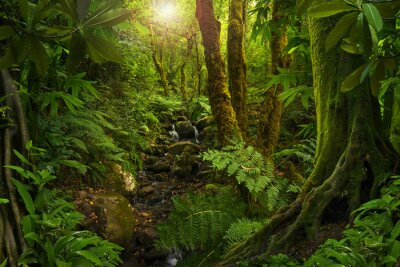 Papier peint  Une végétation dense dans la forêt vierge