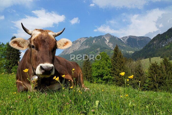 Tableau  Vache bavaroise couchée sur l'herbe