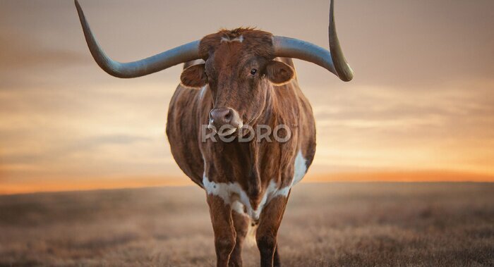 Tableau  Vache brune avec des cornes avec un coucher de soleil en arrière-plan