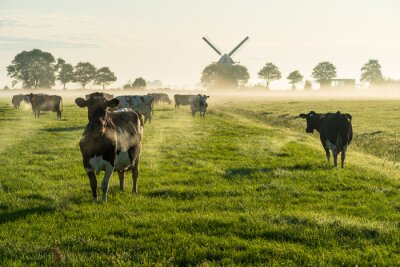 Tableau  Vache dans un pâturage avec une brume matinale en arrière-plan