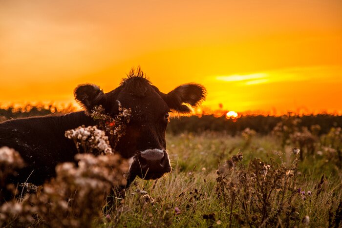 Tableau  Vache dans une prairie avec un beau coucher de soleil en arrière-plan