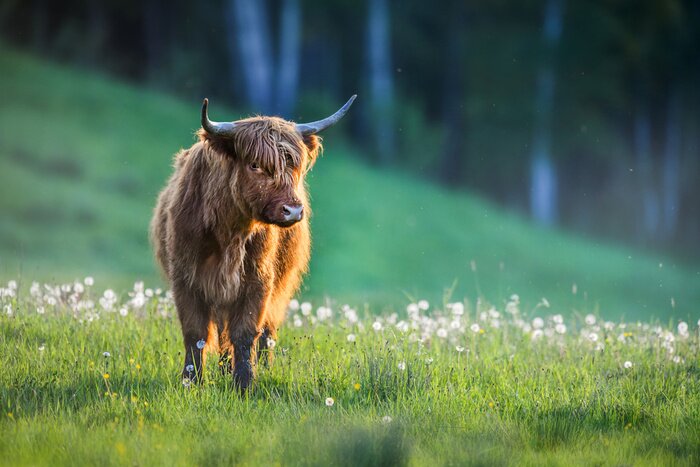 Tableau  Vache écossaise dans une belle prairie verte