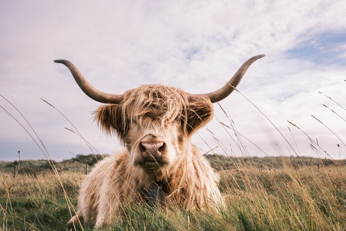 Tableau  Vache écossaise des hautes terres couchée dans l'herbe
