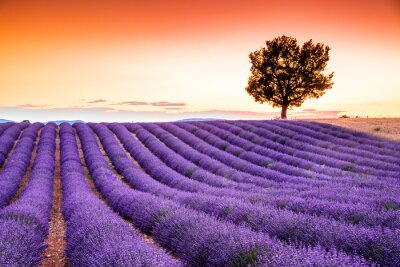 Tableau  Valensole lavender in Provence, France