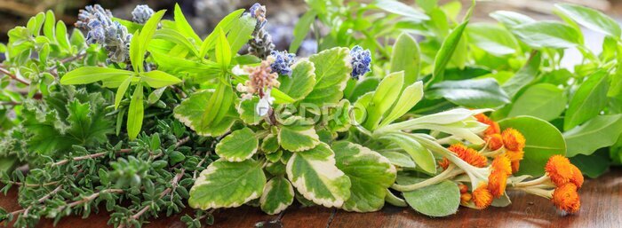 Tableau  Variété, herbes, bois, fond