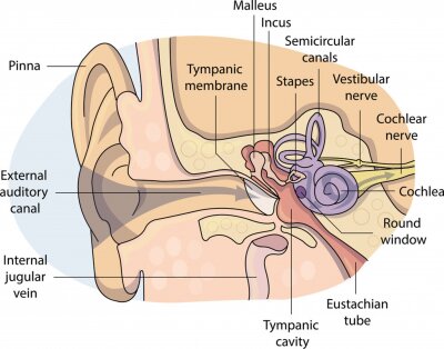 Tableau  Vector illustration of a schematically painting of an ear. Detailed ear anatomy diagram