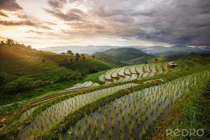 Tableau  Vert, terrasses, riz, champ, Chiangmai, Thaïlande - vibrant, couleur