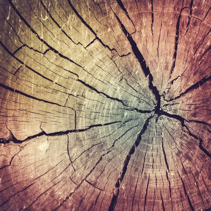 Tableau  Vieil arbre avec des lacunes