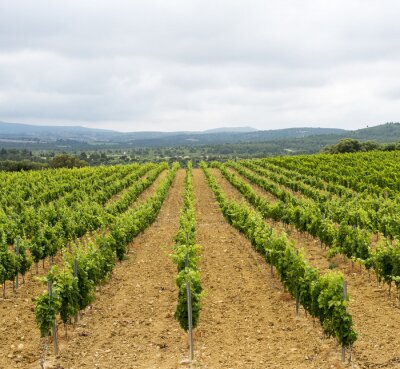Tableau  Vignoble en Languedoc-Roussillon (France)