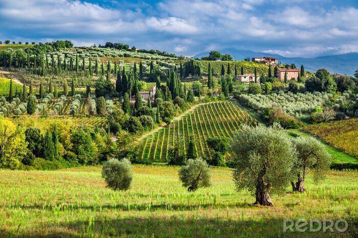 Tableau  Vignoble toscan ensoleillé