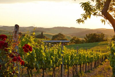 Vignobles de Toscane à l'automne