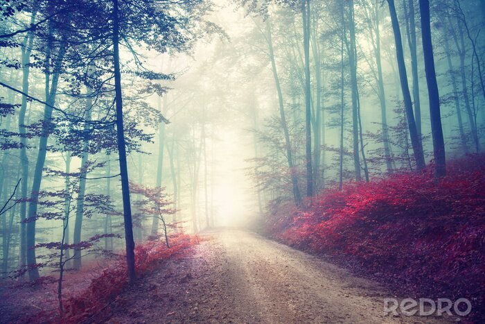 Tableau  Vintage magic forest road