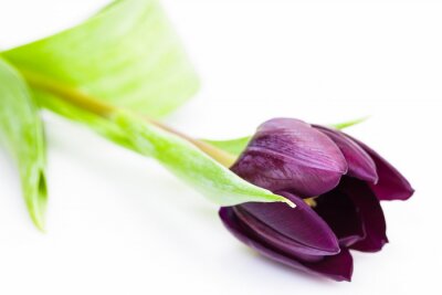 Violet fleur de tulipe sur fond blanc avec espace pour le texte
