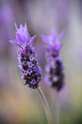 Tableau  Violet lavender field in Almeria, Spain. Close up lavender flowers