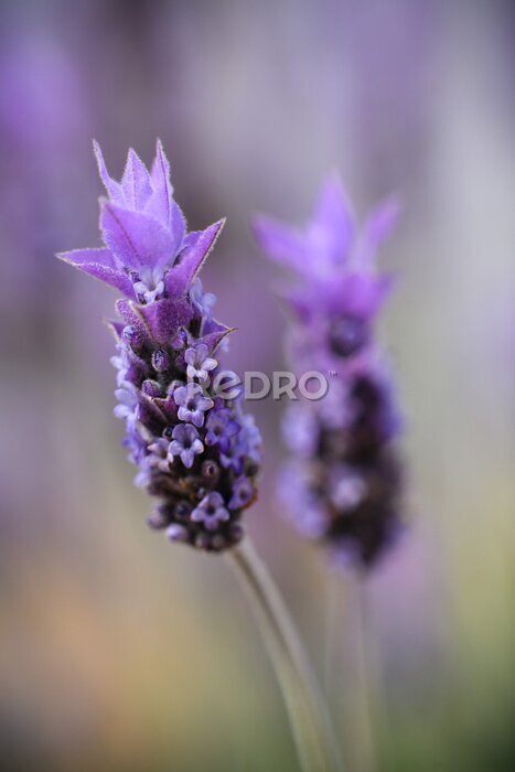 Tableau  Violet lavender field in Almeria, Spain. Close up lavender flowers