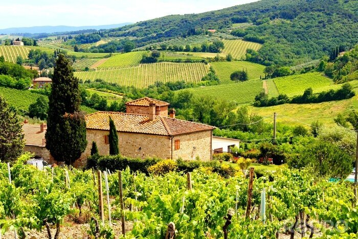 Tableau  Voir à travers les vignobles avec maison en pierre, Toscane, Italie