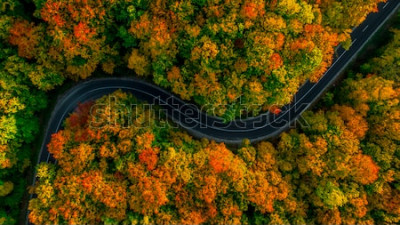 Tableau  Vue aérienne de la forêt épaisse en automne avec une route qui traverse